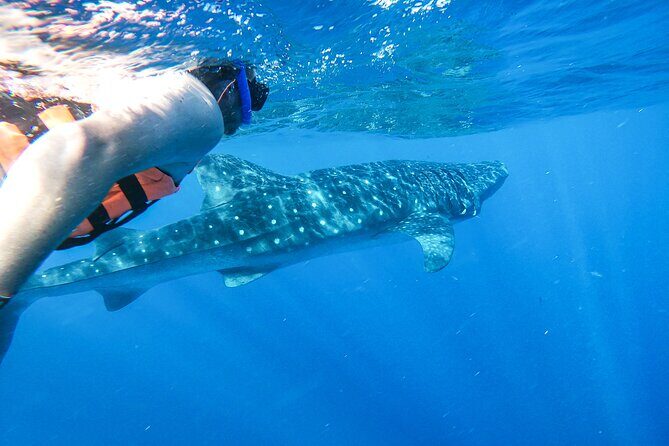 Whale Shark Adventure in Isla Mujeres and Cancun - How the Day Unfolds