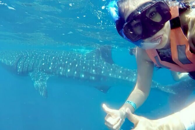 Whale Shark Adventure in Isla Mujeres and Cancun - The Experience for Different Travelers