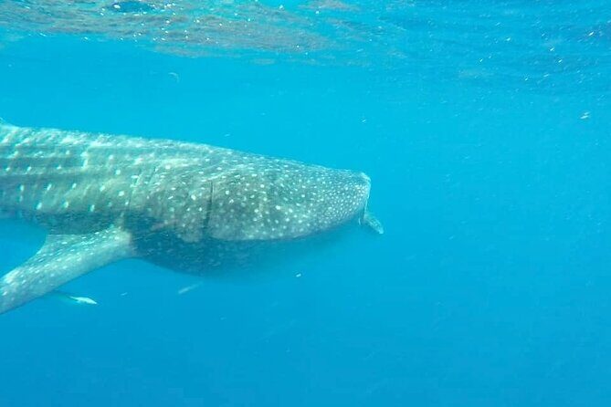 Whale Shark Adventure in Isla Mujeres and Cancun - FAQ