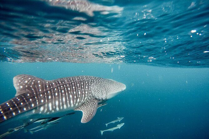 Whale Shark Adventure with a Marine Biologist - An Overview of the Tour
