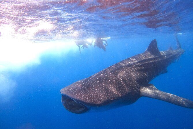 Whale Shark and Snorkeling Adventure from Isla Holbox - The Sum Up: Who Will Love This Tour?