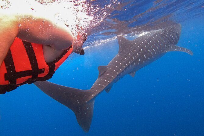 Whale Shark and Snorkeling Adventure from Isla Holbox - FAQs