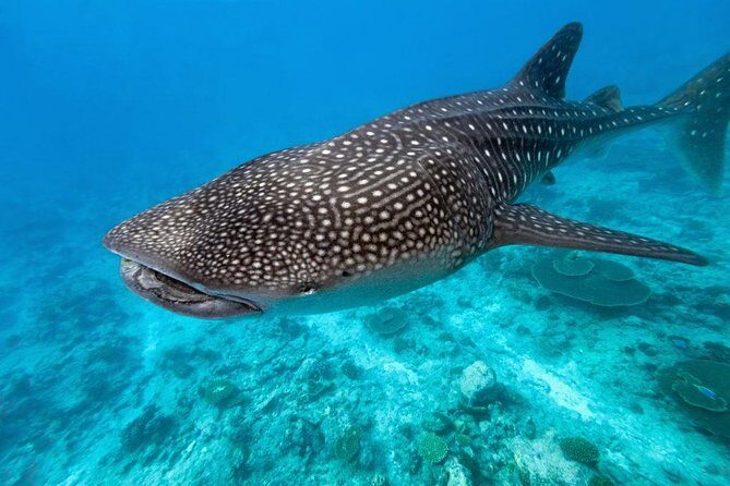 Whale Shark Encounter and Sumilon Sandbar with Kawasan Falls - Authentic Experiences from Reviewers