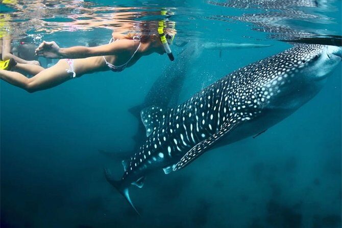 Whale Shark Encounter and Sumilon Sandbar with Kawasan Falls - Final Verdict
