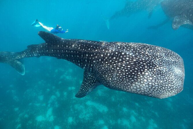 Whale Shark Encounter and Tumalog Waterfalls Tour - An In-Depth Look at the Tour Itinerary