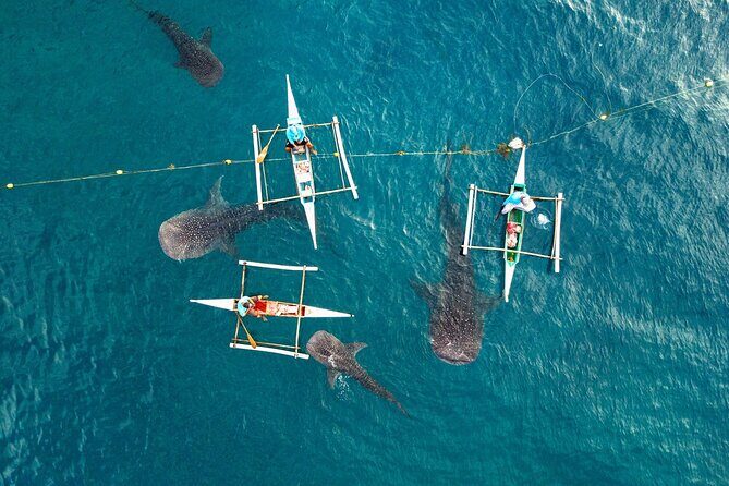 Whale Shark Encounter and Tumalog Waterfalls Tour - What’s Included and Practical Tips