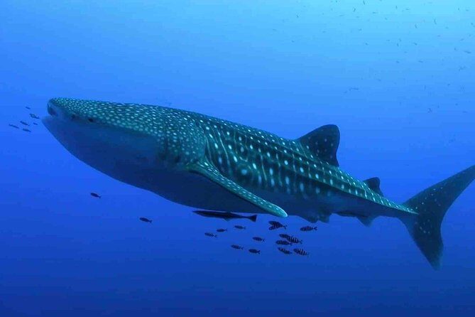 Whale Shark Encounter Experience in Cancun (Snack Lunch included) - The Itinerary in Detail