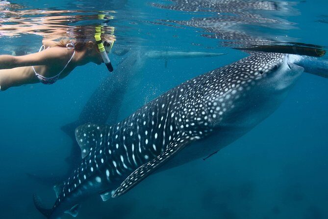 Whale Shark Encounter Experience in Cancun (Snack Lunch included) - Transportation and Group Size