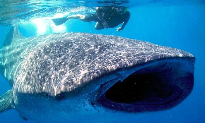 Whale Shark Encounter Experience in Cancun (Snack Lunch included) - FAQ