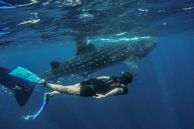 Whale Shark Encounter Full-Day all inclusive Tour from Riviera Maya - The Itinerary in Detail