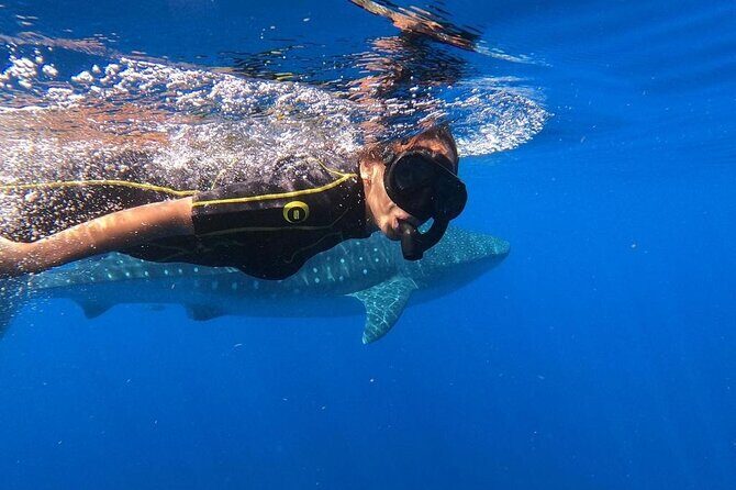 Whale Shark Encounter Full-Day all inclusive Tour from Riviera Maya - Concerns to Keep in Mind