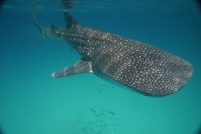 Whale Shark Encounter Full-Day all inclusive Tour from Riviera Maya - Wrapping It Up
