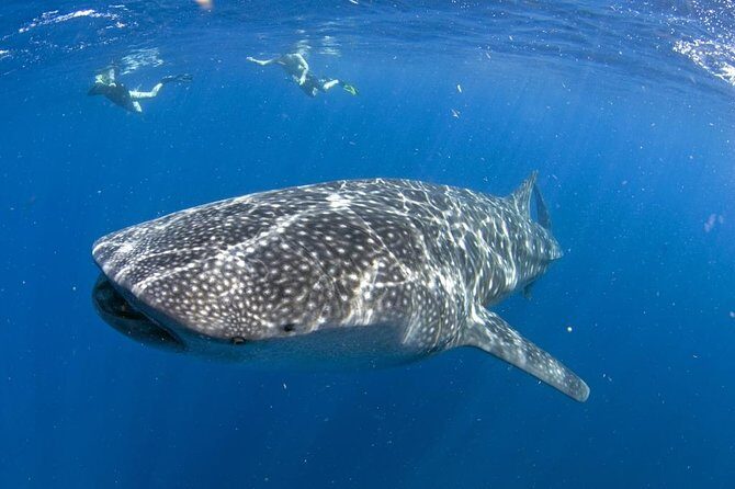 Whale shark encounter Private tour - swim with whale shark cancun - Introduction: Why Consider a Whale Shark Encounter Near Cancun?