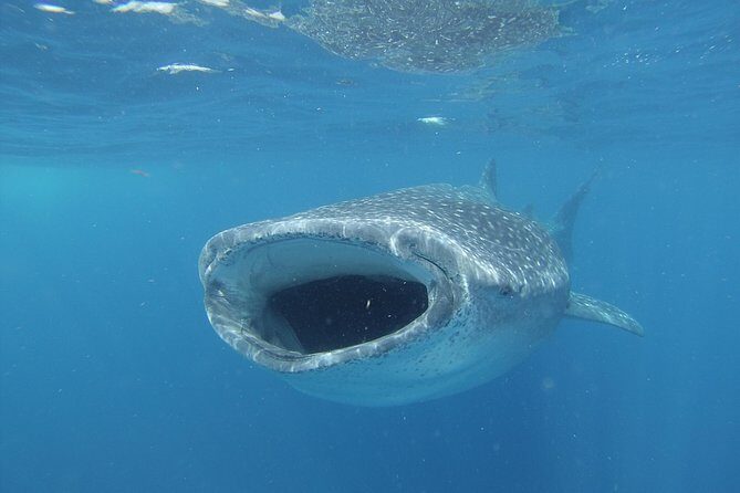 Whale shark encounter Private tour - swim with whale shark cancun - Analyzing the Value: Is It Worth the Cost?