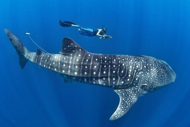 Whale Shark Encounter & Sumilon Sandbar & Canyoneering in Kawasan Falls - Oslob Whale Shark Watching