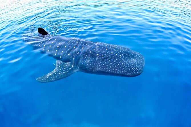 Whale Shark Experience Lifetime Memory in Cancun (snack included) - Discovering the Whale Shark Experience in Cancun
