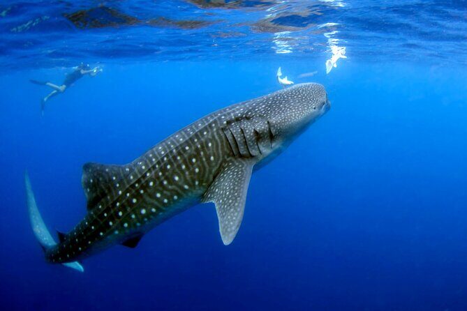 Whale Shark Experience Lifetime Memory in Cancun (snack included) - Key Points