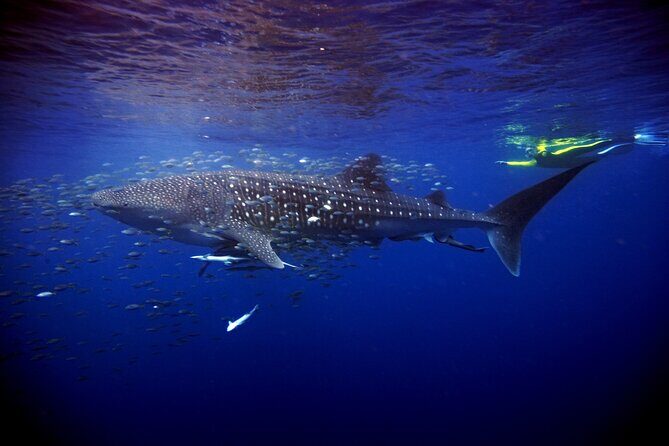 Whale Shark Experience Lifetime Memory in Cancun (snack included) - Authentic Insights from Travelers