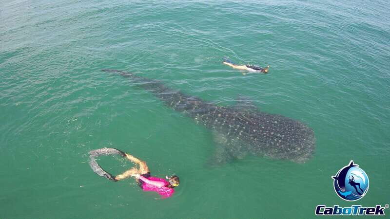 Whale Shark Experience - An In-Depth Look at the Tour