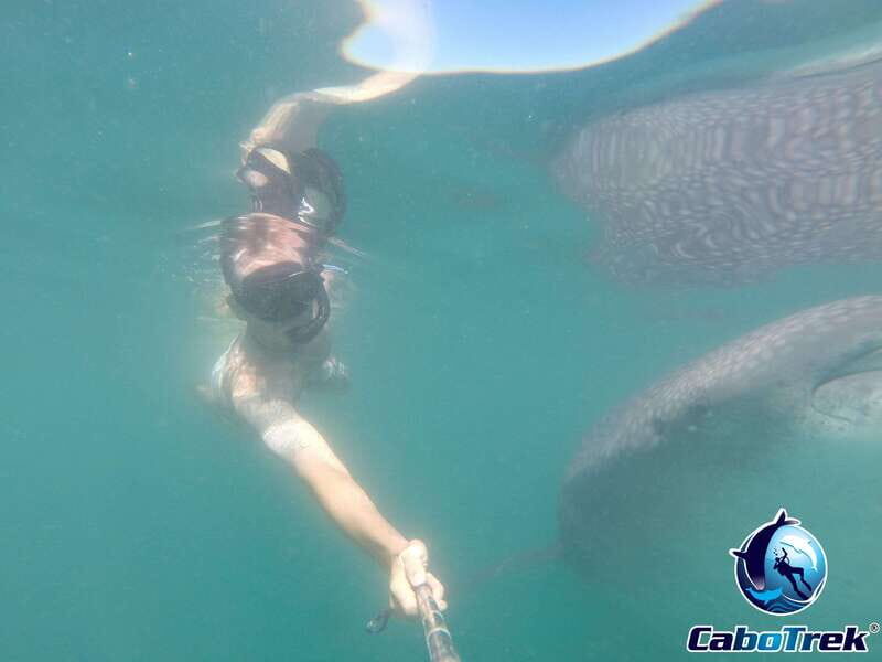Whale Shark Experience - Final Thoughts