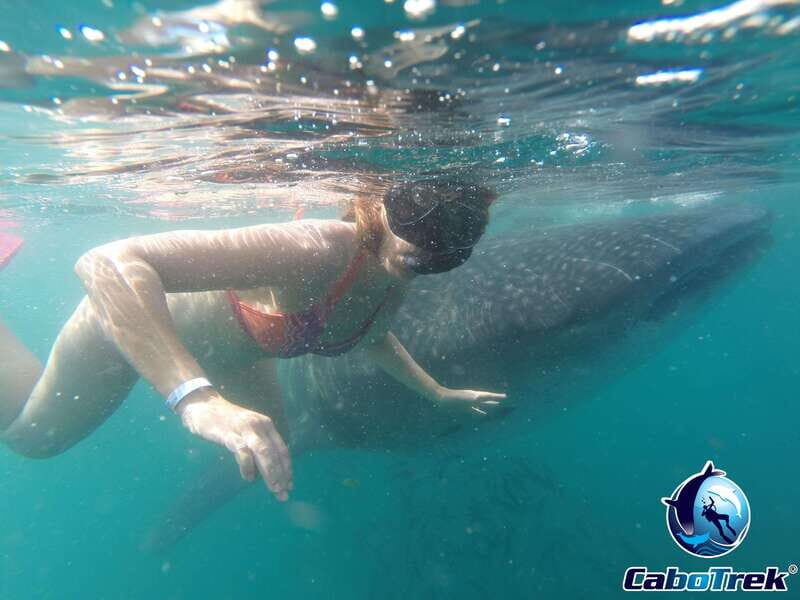 Whale Shark Experience - FAQ