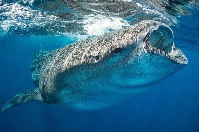 Whale Shark from Cancun, Riviera Maya and Tulum All Inclusive - Who Should Consider This Tour?