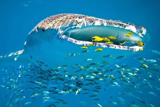 Whale Shark from Cancun, Riviera Maya and Tulum All Inclusive - The Sum Up