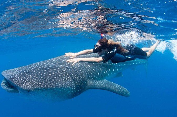 Whale Shark from Cancun, Riviera Maya and Tulum All Inclusive - Frequently Asked Questions