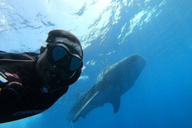 Whale Shark Group Adventure from Isla Holbox - Key Points