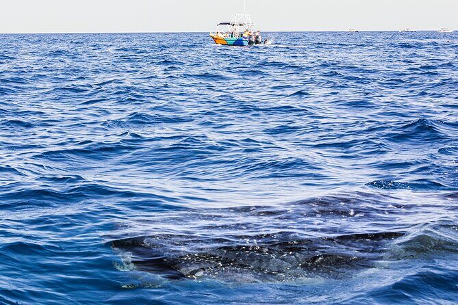 Whale Shark Group Adventure from Isla Holbox - FAQs