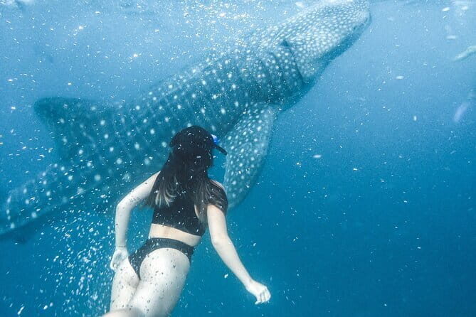 Whale Shark Maldives - Private Boat Charter for Snorkeling - An Honest Look at the Whale Shark Maldives Private Boat Tour