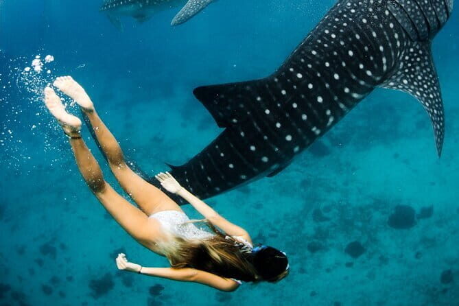 Whale Shark Maldives - Private Boat Charter for Snorkeling - Final thoughts: Is this the right tour for you?