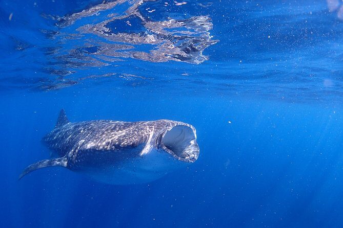 Whale Shark & Manta Ray Snorkel -(May-Sept) Only 10pp per Boat - An In-Depth Look at the Tour