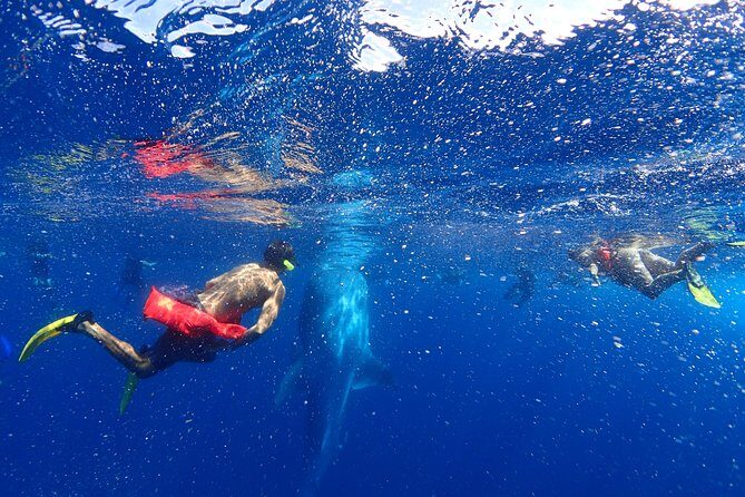 Whale Shark & Manta Ray Snorkel -(May-Sept) Only 10pp per Boat - FAQ