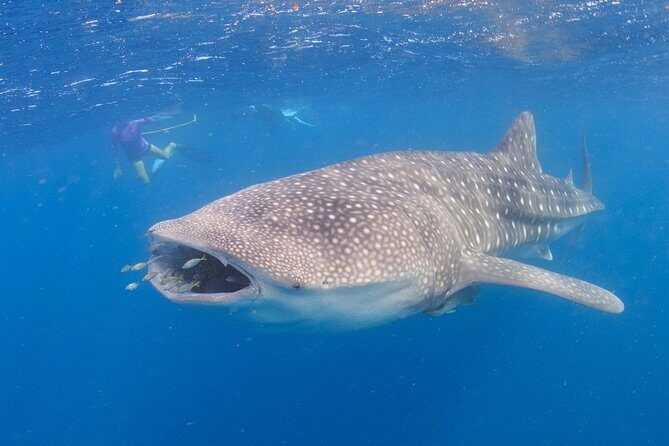 Whale Shark Safari - An Honest Look at the Whale Shark Safari in Coral Bay