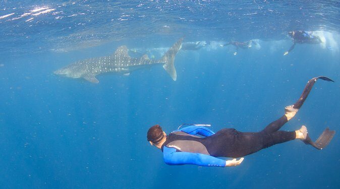 Whale Shark Safari - FAQs
