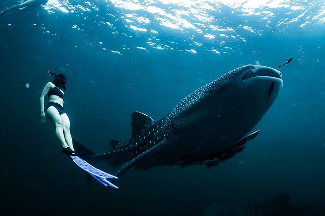 Whale Shark Snorkel Experience in Cancun (Snack Lunch included) - Key Points