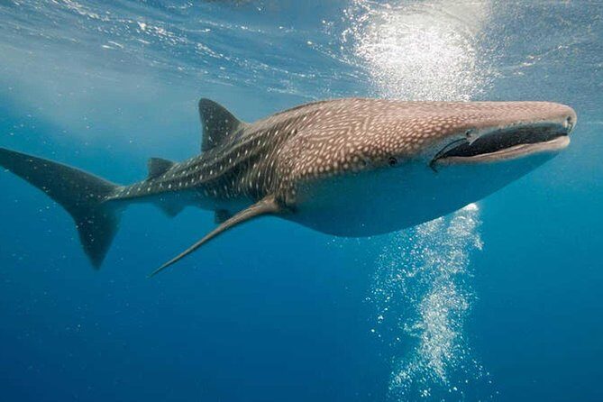 Whale Shark Snorkel Experience in Cancun (Snack Lunch included) - An In-Depth Look at the Whale Shark Snorkel Experience