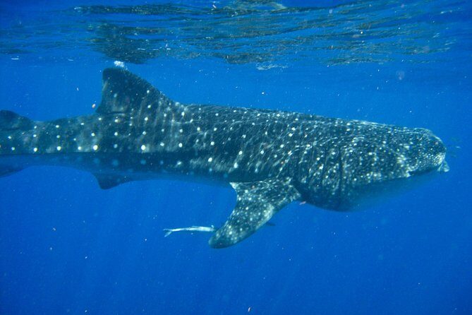 Whale Shark Snorkel Tour in Cancun (Snack Lunch included) - The Itinerary and What to Expect