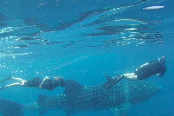 Whale Shark Snorkel Tour in Cancun (Snack Lunch included) - Why This Tour Is a Great Choice