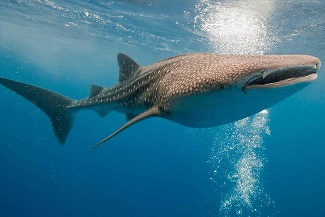 Whale Shark Snorkel Tour in Cancun (Snack Lunch included) - FAQ