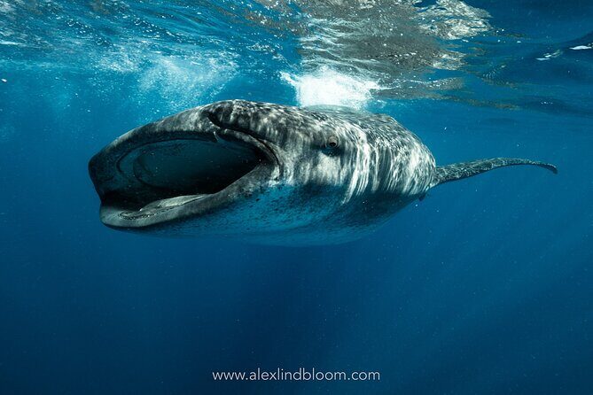 Whale Shark Snorkeling Adventure with Lunch - Key Points