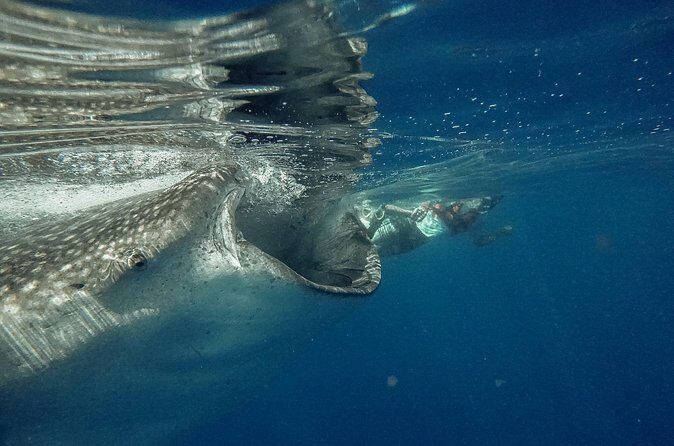 Whale Shark Snorkeling Adventure with Lunch - FAQ – Your Practical Questions Answered