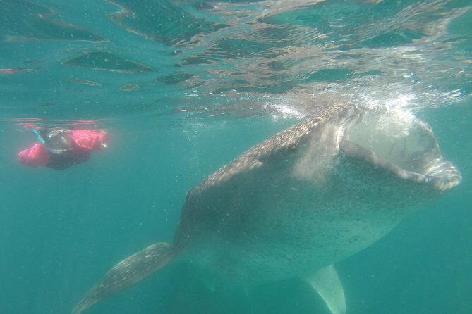 Whale-Shark Snorkeling Excursion to La Paz - Frequently Asked Questions