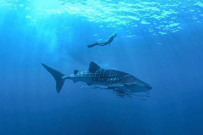 Whale Shark Snorkeling Experience from Cancun and Riviera Maya - Key Points