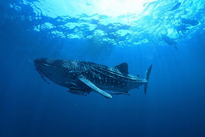 Whale Shark Snorkeling Experience from Cancun and Riviera Maya - FAQs