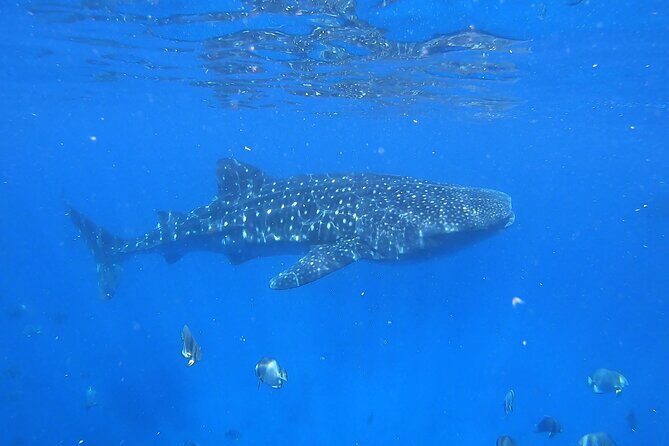 Whale Shark Snorkeling in La Paz - FAQ