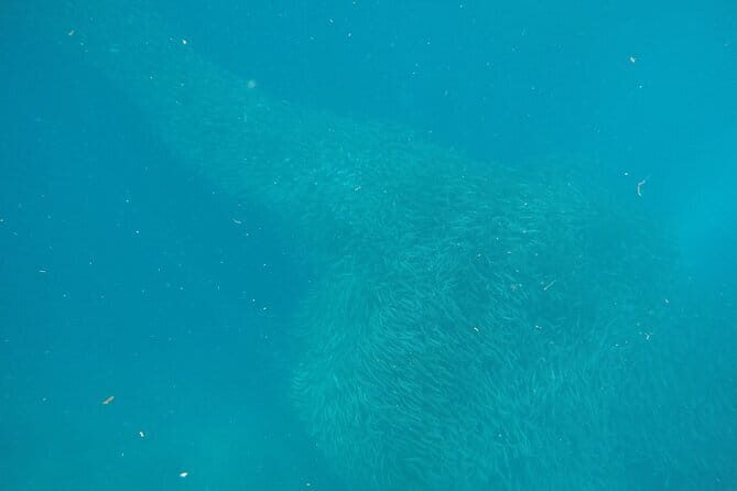 Whale Shark Snorkeling, Kawasan Falls, Sardines Run from Cebu - A Detailed Look at the Tour Experience