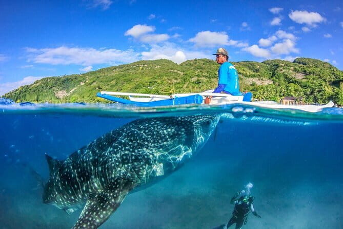 Whale Shark Snorkeling, Kawasan Falls, Sardines Run from Cebu - Final Thoughts