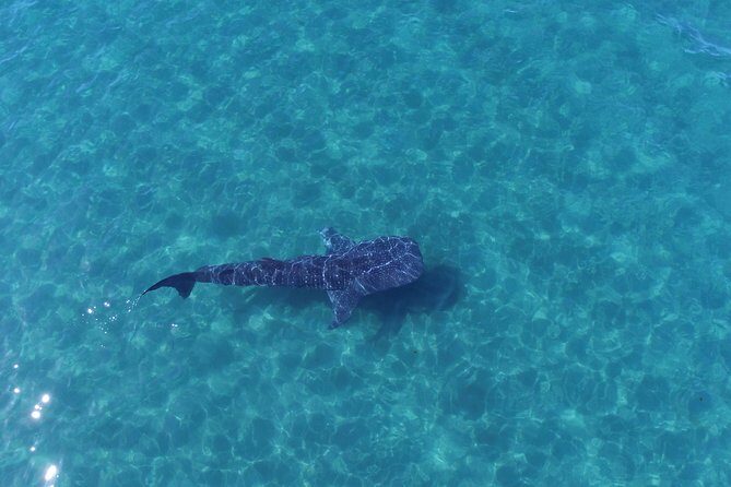 Whale Shark snorkeling tour in a reduced group with local marine biologist - An In-Depth Look at the Whale Shark Snorkeling Experience